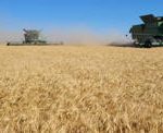 Jake Leggy Farm is an advanced grain, oilseed and legume farm that cultivates intercropping on approximately 14,500 acres near Fillmore, Saskatchewan.