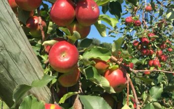 ‘Apples, Food And Music Draw Crowd To Sebastopol