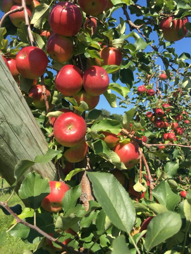 ‘Apples, Food And Music Draw Crowd To Sebastopol