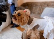 Dress to Impress: Dos and Don’ts of Pet Apparel