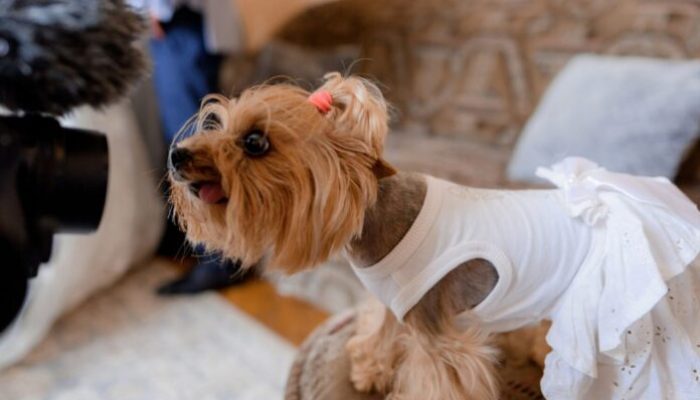 Dress to Impress: Dos and Don’ts of Pet Apparel