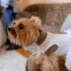 Dress to Impress: Dos and Don’ts of Pet Apparel