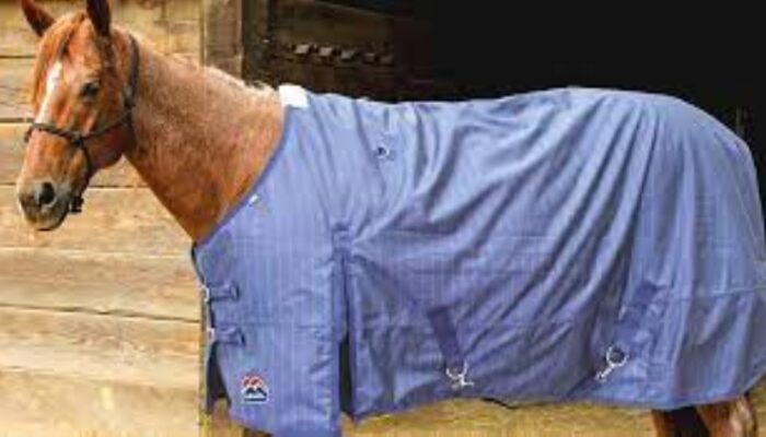 DISCOVER THE MOST POPULAR TYPES OF HORSE BLANKETS AND HOW TO CHOOSE THE RIGHT ONE