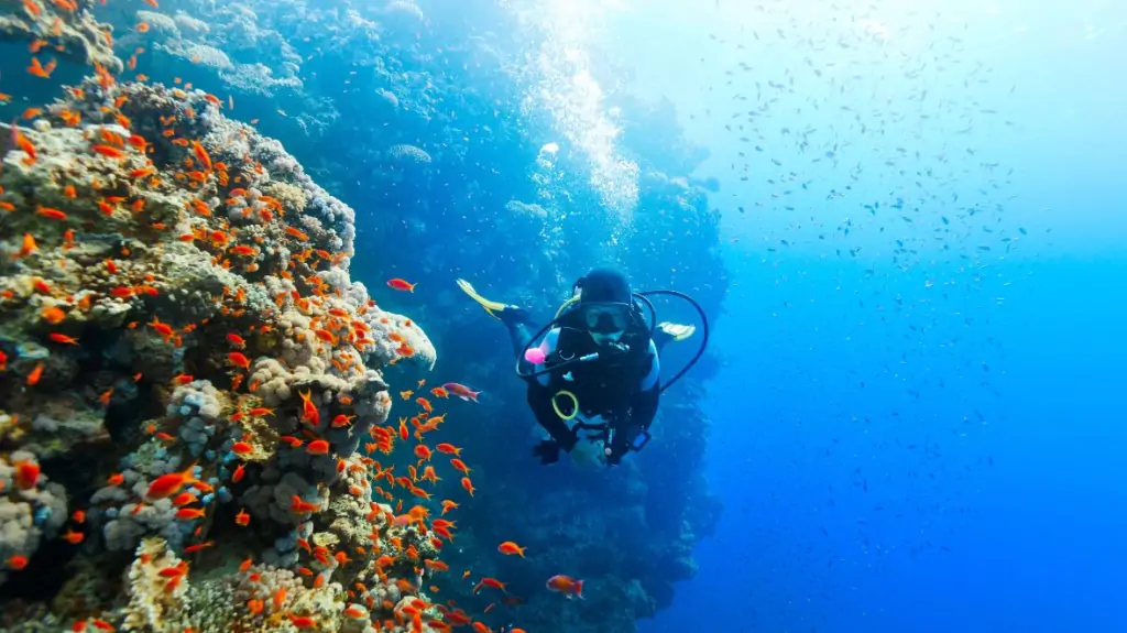Indonesia Liveaboard: Discovering Paradise Afloat