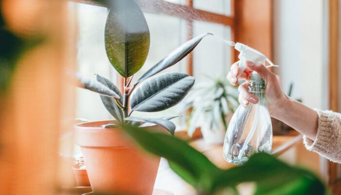 Indoor Plant Ideas to Liven Up Your Home