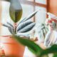 Indoor Plant Ideas to Liven Up Your Home