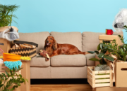 The Role of Professional Pet Movers in Relocation