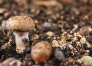 Unlocking the Mysteries: Magic Mushroom Growing Kit