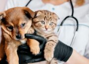 Choosing the Right Vet for Your Pet