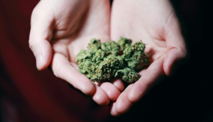 Elevate Your Experience: Fast and Reliable Online Cannabis Delivery at Your Fingertips