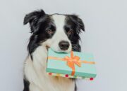6 Unique Gifts for Dog Lovers