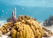 The Natural Luxury of Sea Sponges: A Dive into the Benefits of natural Bathing Bliss