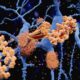 Dosage Dilemmas and Potential Health Consequences of Synthetic Peptides