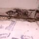How Accurate Is a Mold Inspection? Evaluating Precision – 2024 Guide