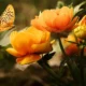 How to Pick the Right Valentine’s Day Flowers