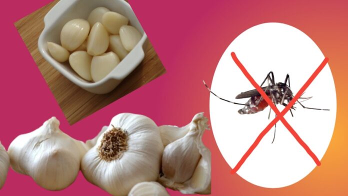 Garlic against Mosquito