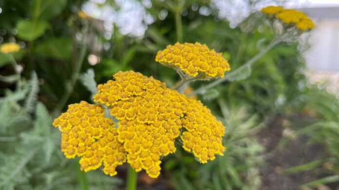 Yarrow