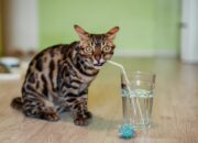 Outdoor Activities Enhanced By Buying A New Cat Water Fountain