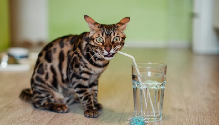 Outdoor Activities Enhanced By Buying A New Cat Water Fountain