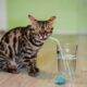 Outdoor Activities Enhanced By Buying A New Cat Water Fountain