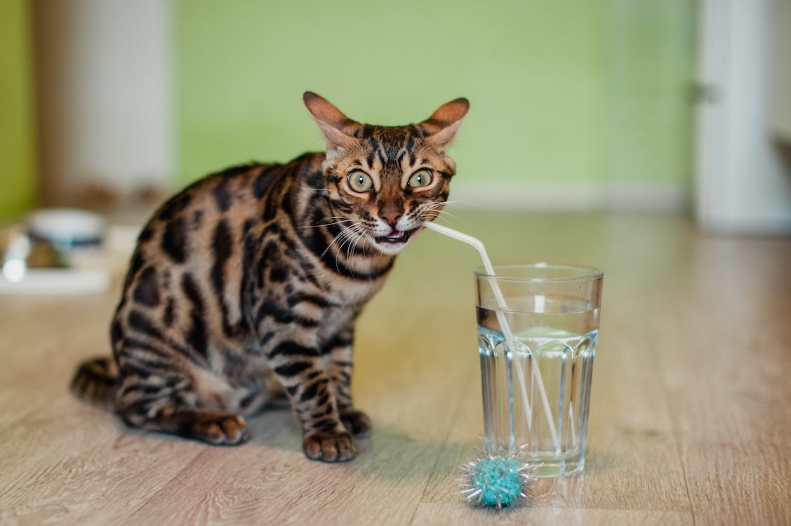 Outdoor Activities Enhanced By Buying A New Cat Water Fountain