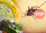 Repel Mosquitos Naturally to Enjoy Your Outdoor Spaces