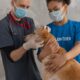 Managing Chronic Conditions In Pets With Medication: Insights From PetPawsRx